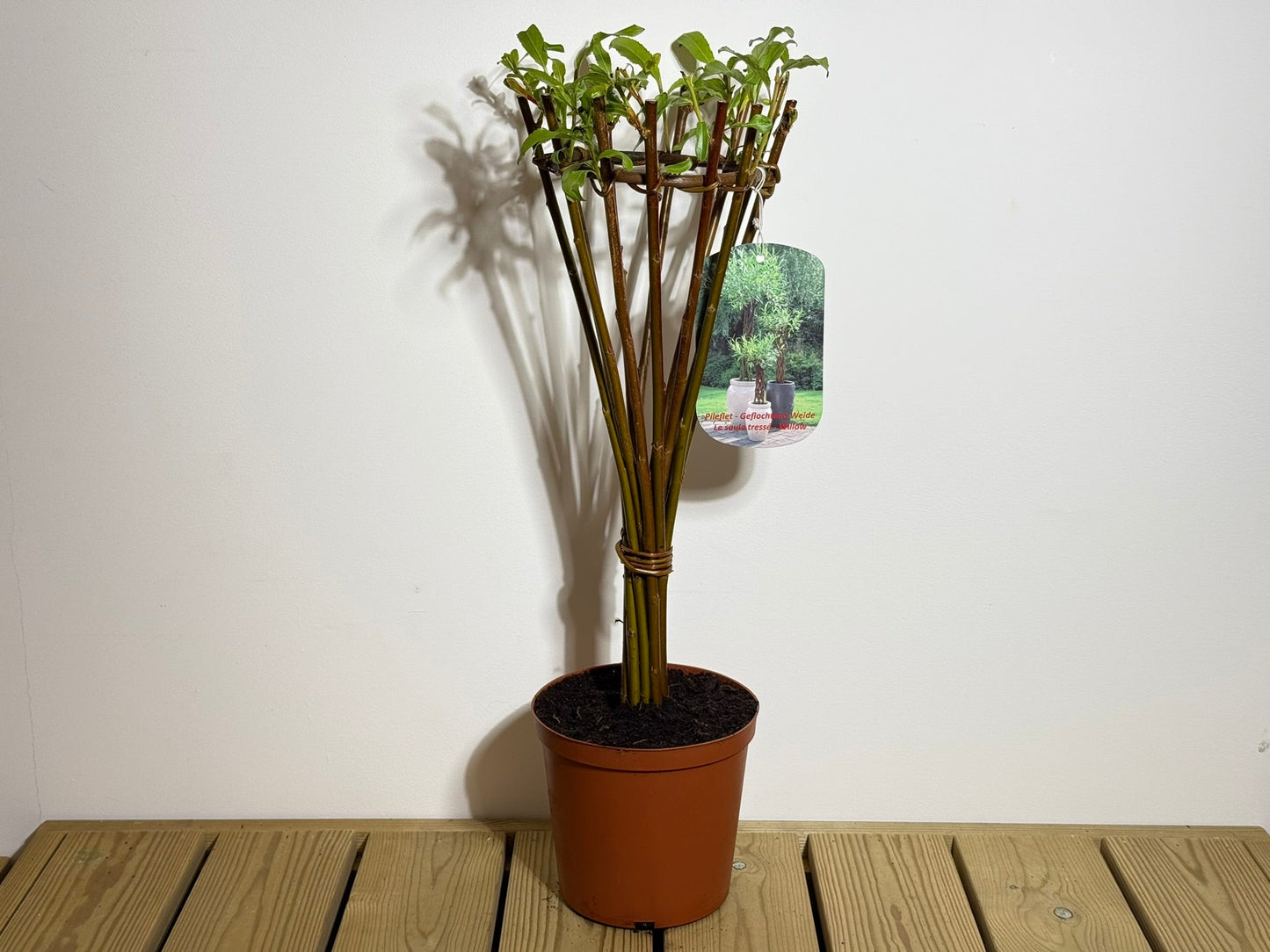 Salix Hybrid Americana Living Braided Willow Tree Sculpture 50cm, 15cm pot (50-06)