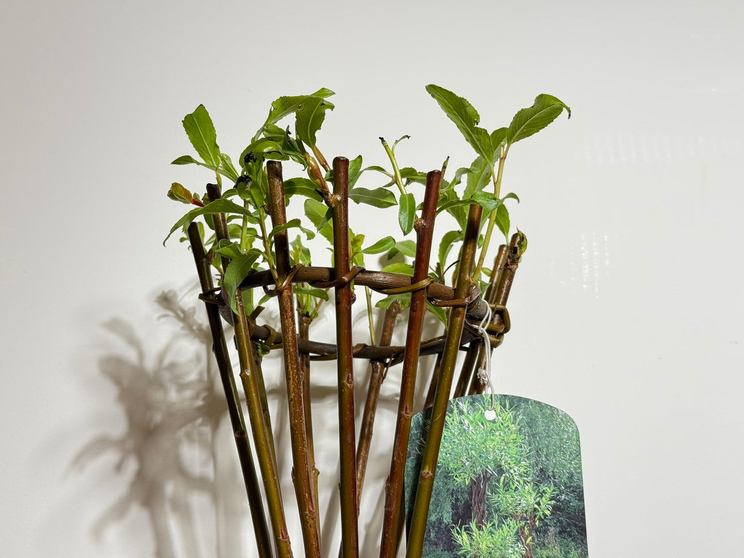 Salix Hybrid Americana Living Braided Willow Tree Sculpture 50cm, 15cm pot (50-06)