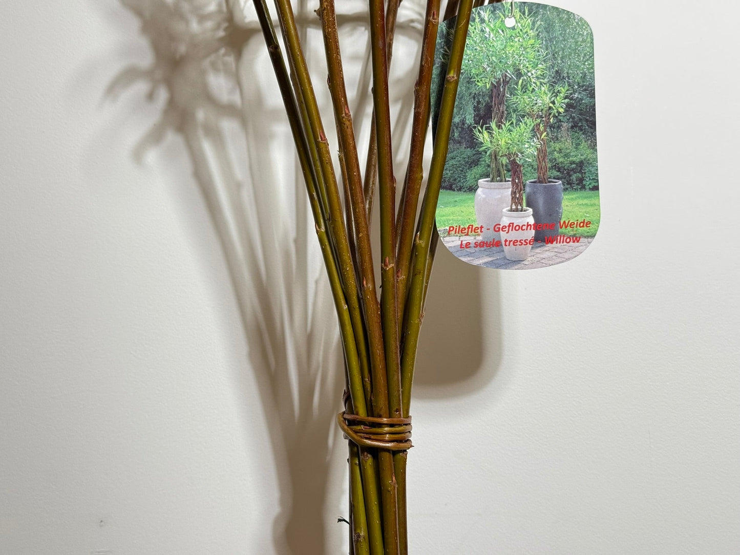 Salix Hybrid Americana Living Braided Willow Tree Sculpture 50cm, 15cm pot (50-06)