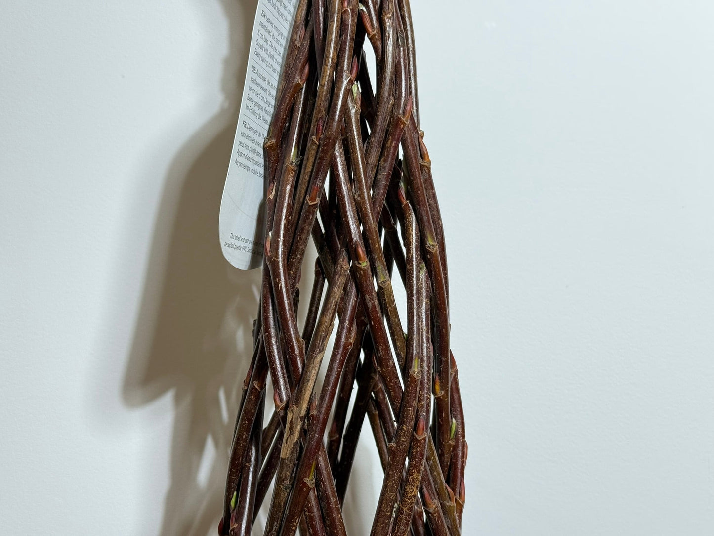 Salix Hybrid Americana Living Braided Willow Tree Sculpture 50cm, 15cm pot (50-02)