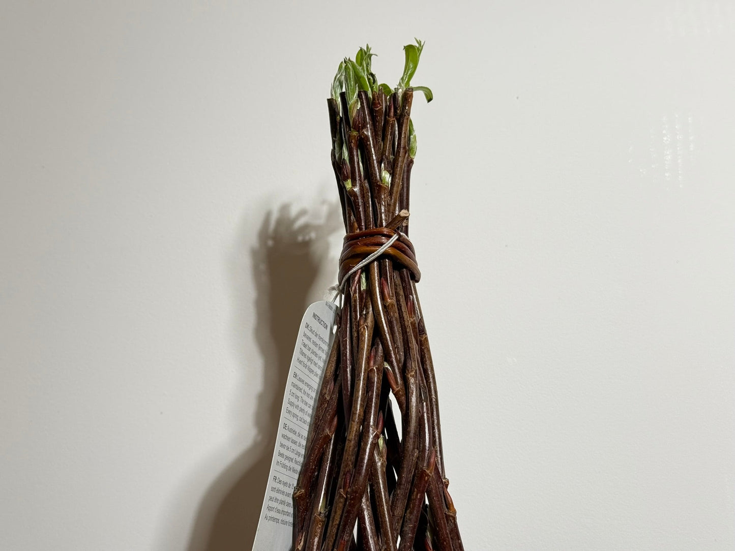 Salix Hybrid Americana Living Braided Willow Tree Sculpture 50cm, 15cm pot (50-02)