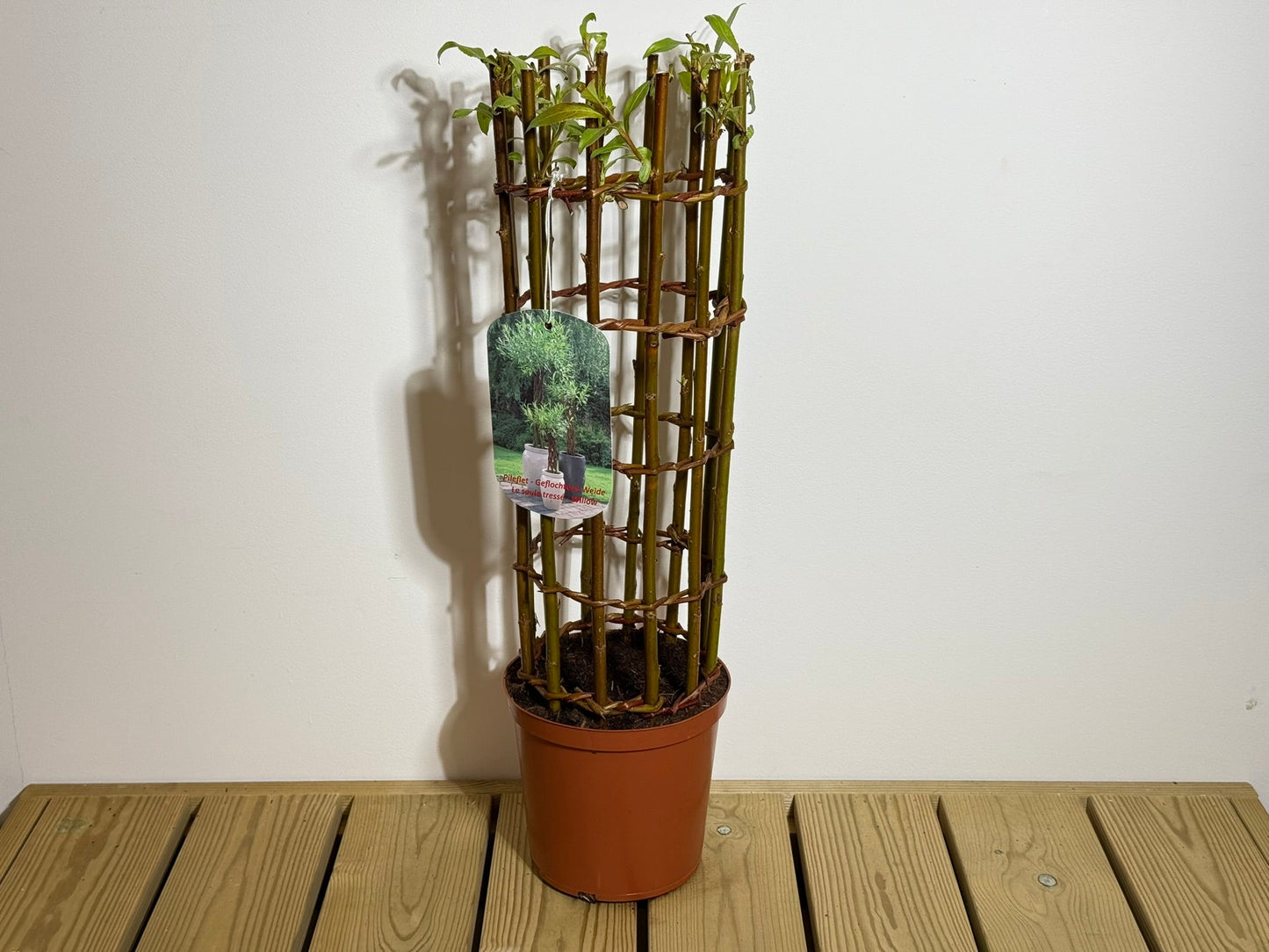 Salix Hybrid Americana Living Braided Willow Tree Sculpture 50cm, 15cm pot (50-09)
