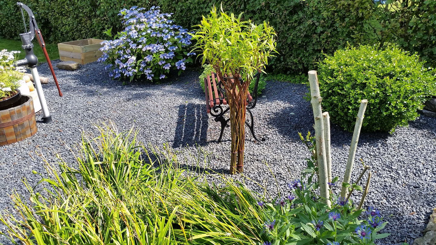 Salix Hybrid Americana Living Braided Willow Tree Sculpture 50cm, 15cm pot (50-08)