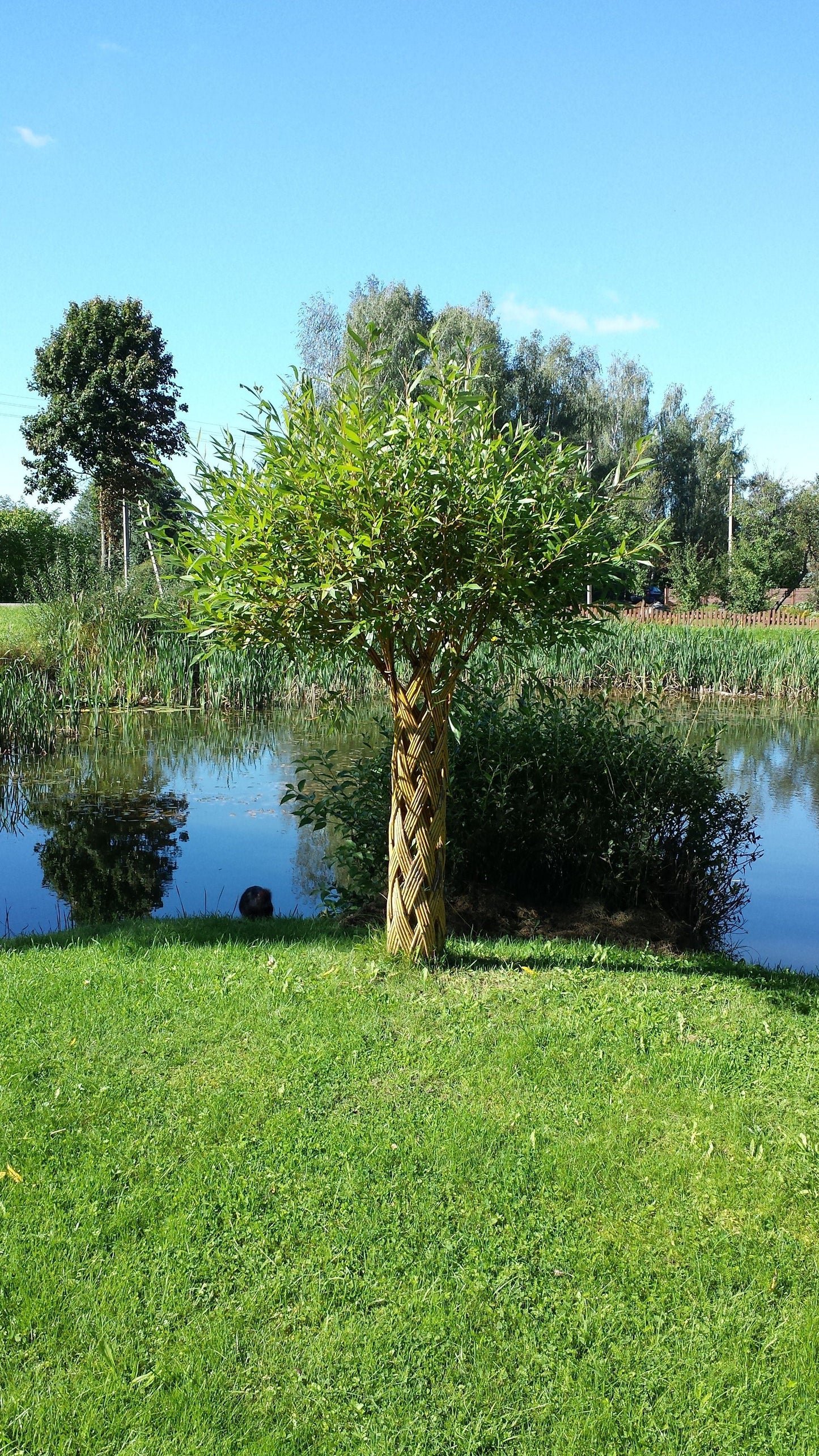 Salix Hybrid Americana Living Braided Willow Tree Sculpture 50cm, 15cm pot (50-06)