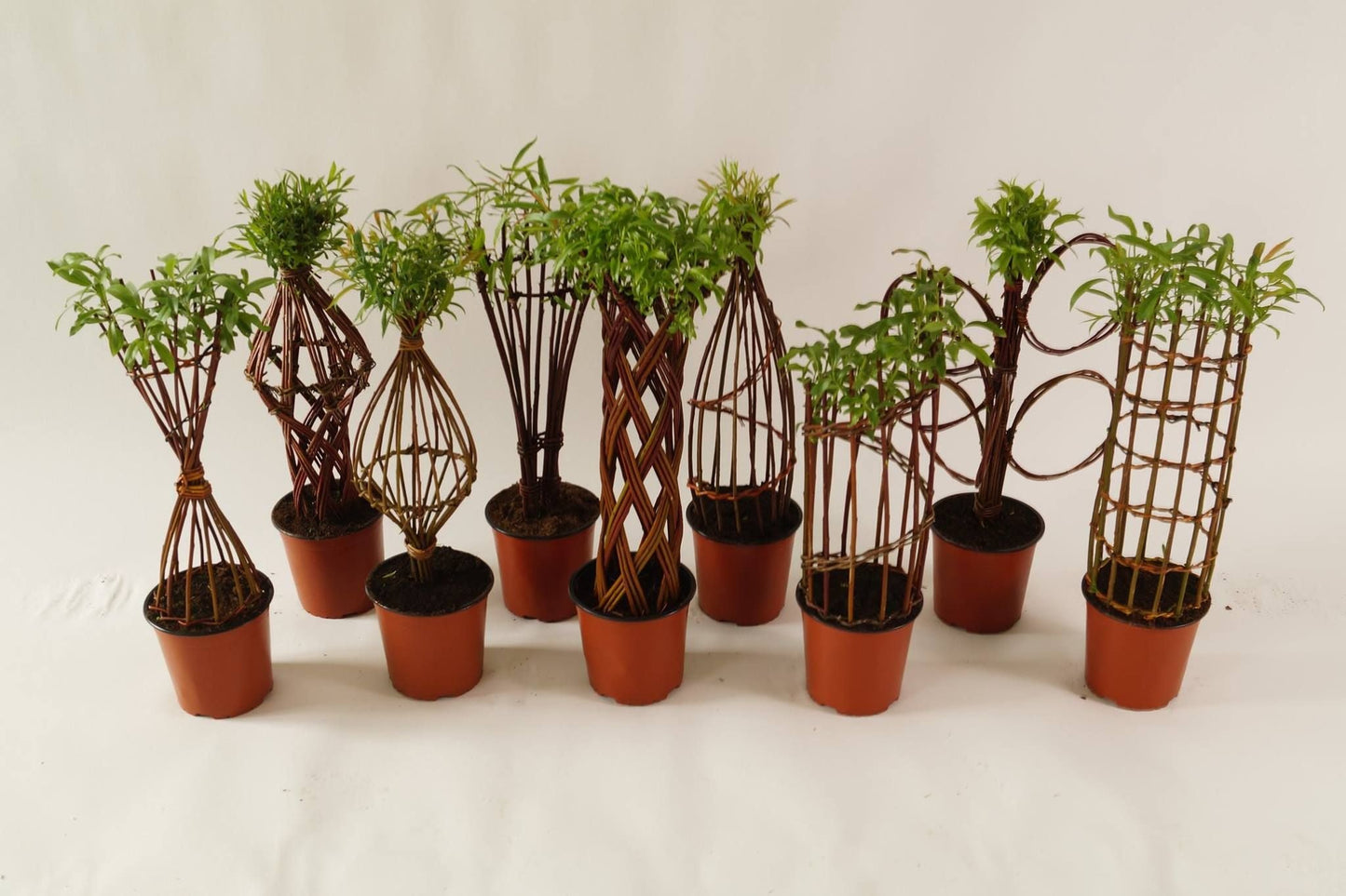 Salix Hybrid Americana Living Braided Willow Tree Sculpture 50cm, 15cm pot (50-02)