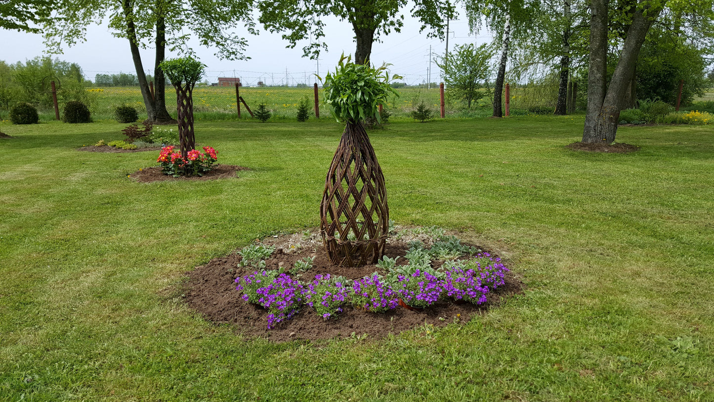 Salix Hybrid Americana Living Braided Willow Tree Sculpture 50cm, 15cm pot (50-04)