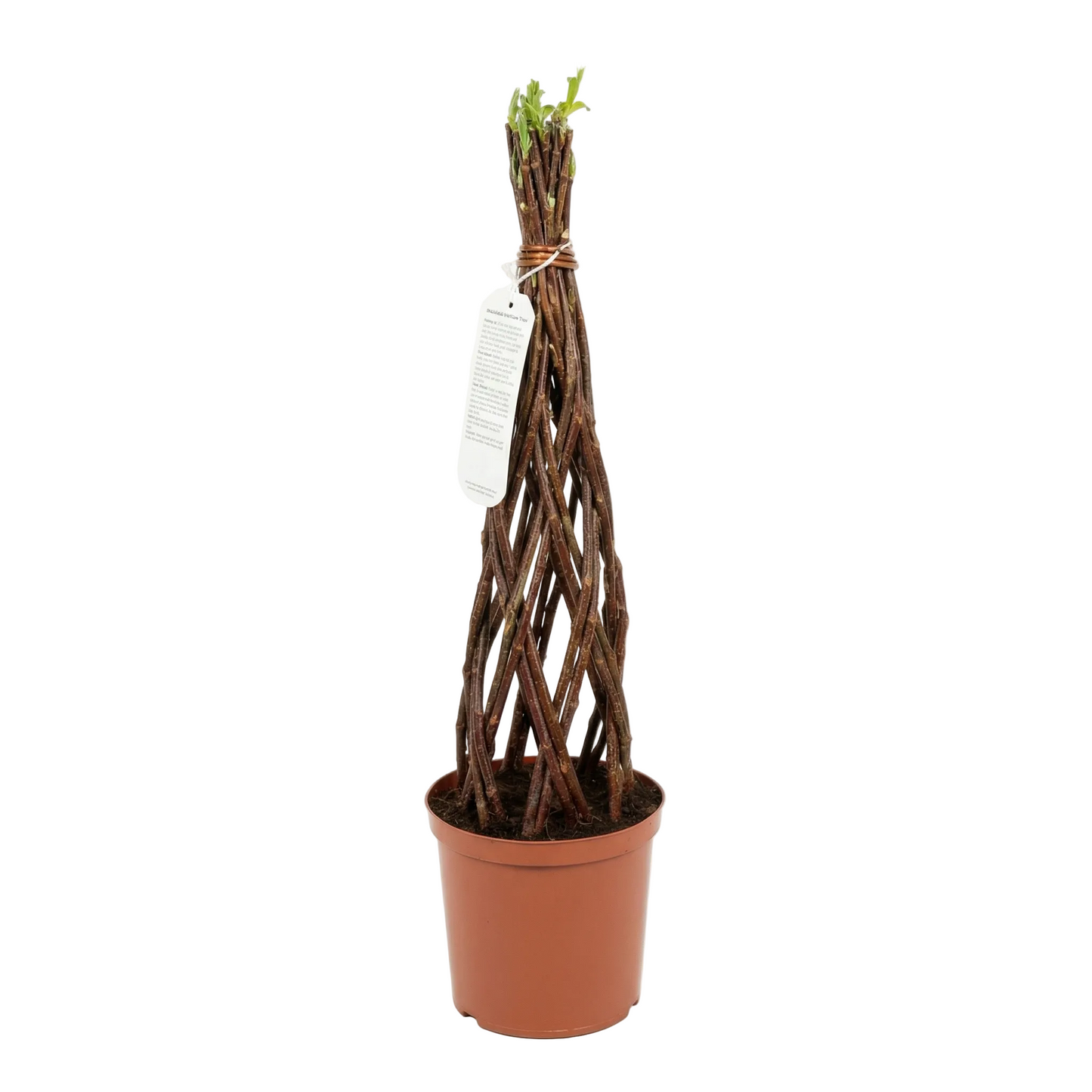 Salix Hybrid Americana Living Braided Willow Tree Sculpture 50cm, 15cm pot (50-02)