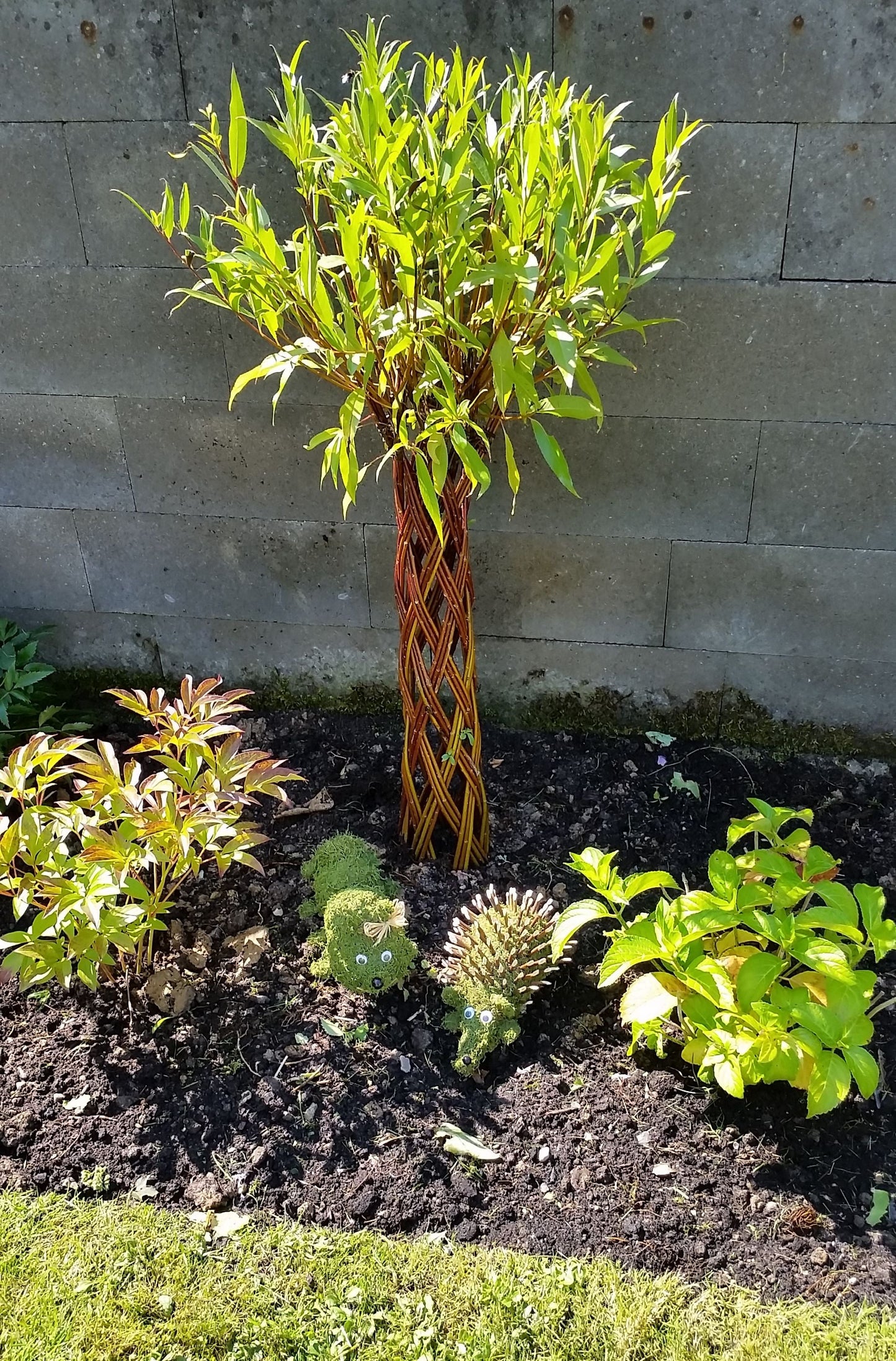 Salix Hybrid Americana Living Braided Willow Tree Sculpture 50cm, 15cm pot (50-04)