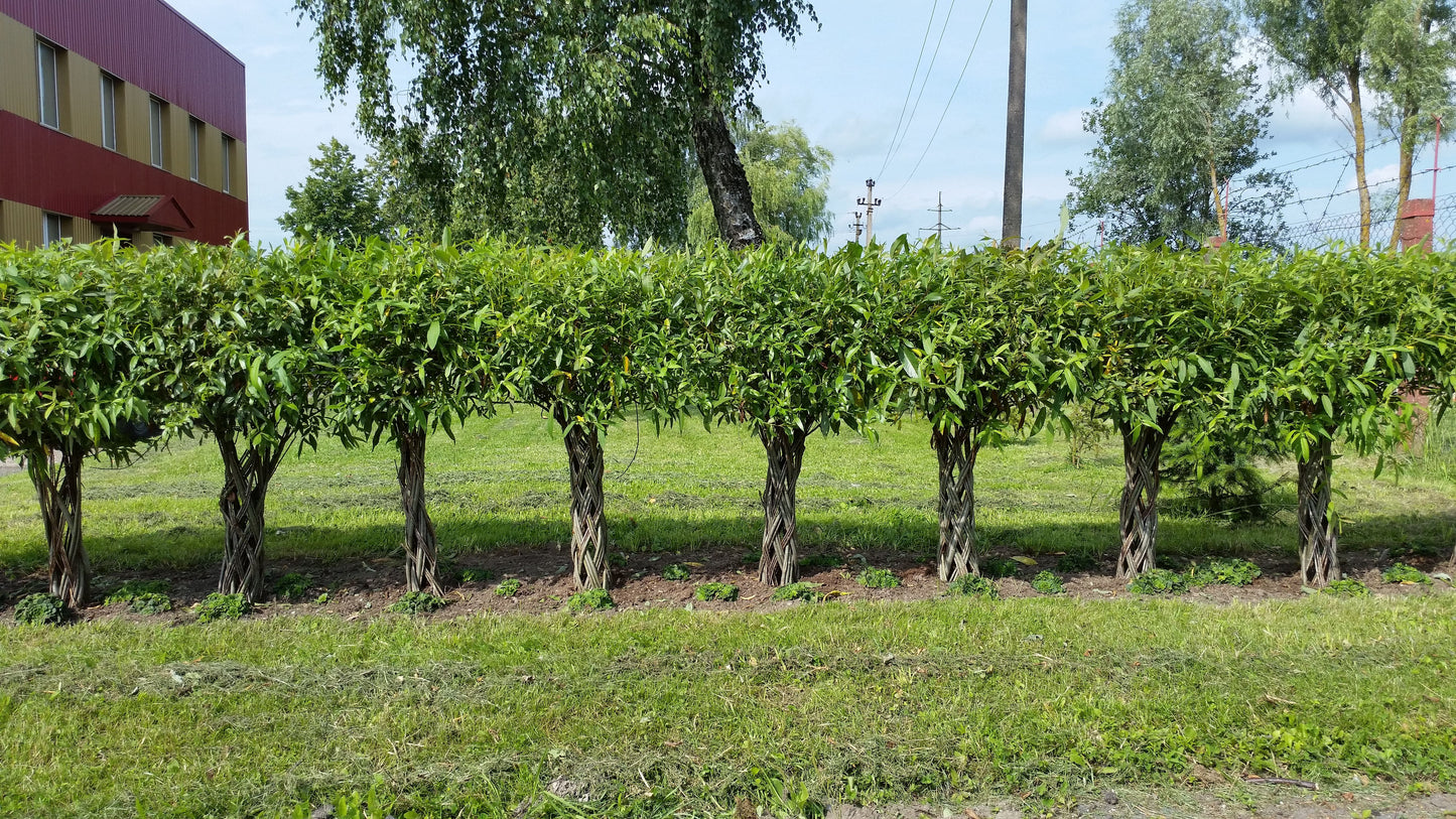 Salix Hybrid Americana Living Braided Willow Tree Sculpture 50cm, 15cm pot (50-08)