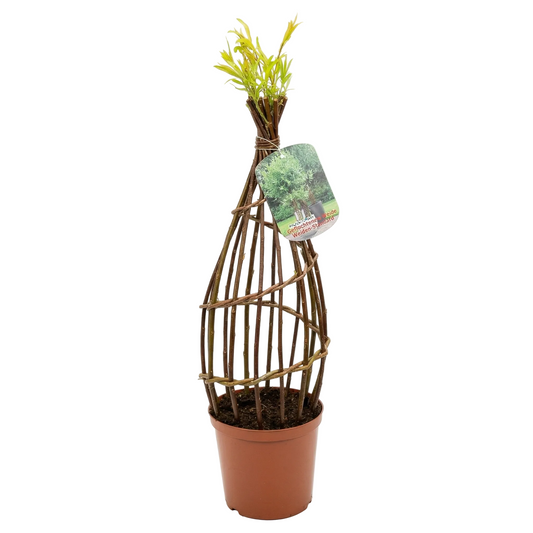 Salix Hybrid Americana Living Braided Willow Tree Sculpture 50cm, 15cm pot (50-08)